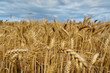 Wheat in the field.