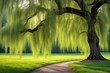 Beautiful spring landscape in the park with weeping willow tree and path