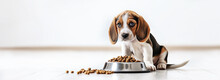 A Beagle Puppy Sits On The Floor Against A Light Wall, Near A Stainless Steel Bowl With Food. Banner With Place For Text. Animal Care Concept