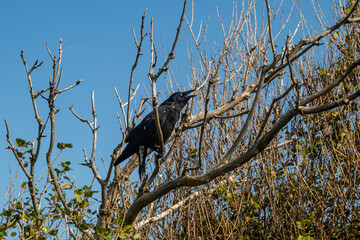 Wall Mural - A crow perched in a tree on a sunny summer's day