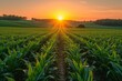 Glowing Sunset in a Corn Field: A Sensational Snap for a Summer Evening Generative AI