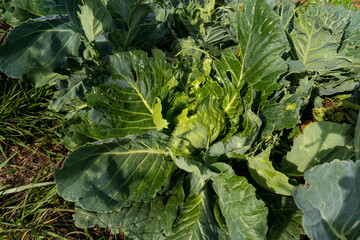 Cabbage or headed cabbage in a permaculture garden, brassica oleracea