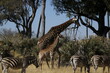 © Ryan - giraffe and baby giraffe with zebras in africa