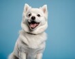a white smiling pomeranian on a blue background with a free place to insert information