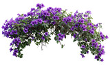 Fototapeta Lawenda - purple flower vine bush tree with clipping path