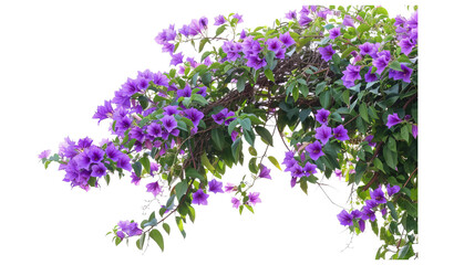 Aufkleber - Tropical Colorful floral plant