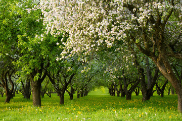 Wall Mural - Old blooming apple orchard in Spring