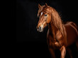 © tomlinson - Studio portrait of a beautiful chestnut horse on a dark background
