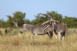 Fototapeta Sawanna - Steppenzebra / Burchell's zebra / Equus quagga burchellii..