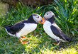 Puffin lovers