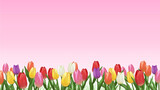 Fototapeta Tulipany - チューリップ畑　背景素材　フレーム　飾り枠　春イメージ　シンプル　お花見　入学　入園　入社　16:9