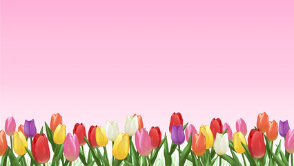  チューリップ畑　背景素材　フレーム　飾り枠　春イメージ　シンプル　お花見　入学　入園　入社　16:9