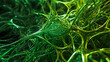 © DimaSabaka - Abstract green macro presentation of neural network in the human nervous system