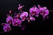 colorful orchid flower background