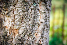 A Close-up Shot Of The Trunk And Bark Of A Cork Tree. Cork Bark Texture, Natural Natural Wood Background
