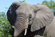 Afrikanischer Elefant mit verletztem Rüssel / African elephant with an injured trunk / Loxodonta africana..