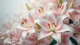 Fototapeta Kwiaty - Białe tło z różowym liliami