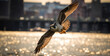 american eagle in flight, eagle in flight, Peregrine falcon flying over River