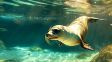 Closeup Of A Diving Sealion Underwater