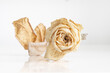 Dried White Rose on a reflective surface