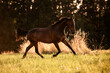 Pferd Traber trabt rennt über eine Wiese Koppel mit Gras im Sonnenuntergang
