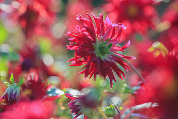 Poster - Autumn blooming plant Dahlia