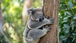 Slumber in the Eucalyptus