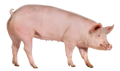Wall Mural - side view of a domestic pig, isolated on white