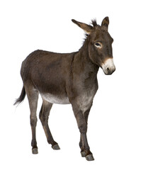 Wall Mural - donkey ( 4 years)