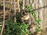 Fototapeta Pokój dzieciecy - Tortoiseshell cat with green eyes beautiful sit in the garden