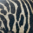 animal print textura zebra pattern