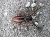 Fototapeta Kosmos - Brown beetle with long antennae