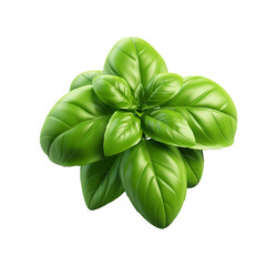 Basil flower isolated on transparent background