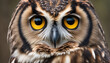 A owl portrait, wildlife photography