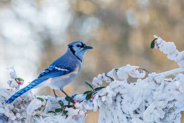Wall Mural - blue jay on a branch