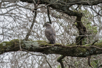 Wall Mural - the common buzzard a medium to large bird of prey perched in a tree