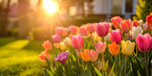 Beautiful Colorful Tulips Blossoming In Front Of A Big House.