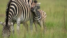A 4k Vid Of A Baby Zebra Fowl Caressing And Loving Its Mother In A Beautiful Nature Reserve In South Africa. Taken During A Safari Game Drive.