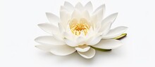 White Lotus Flower Isolated On White Background,