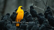 Yellow crow standing out from group of black crows