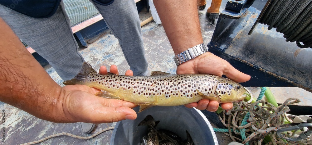 Shivan Fish Sevan trout Salmo ischchan is an endemic fish species of Lake Sevan in ...