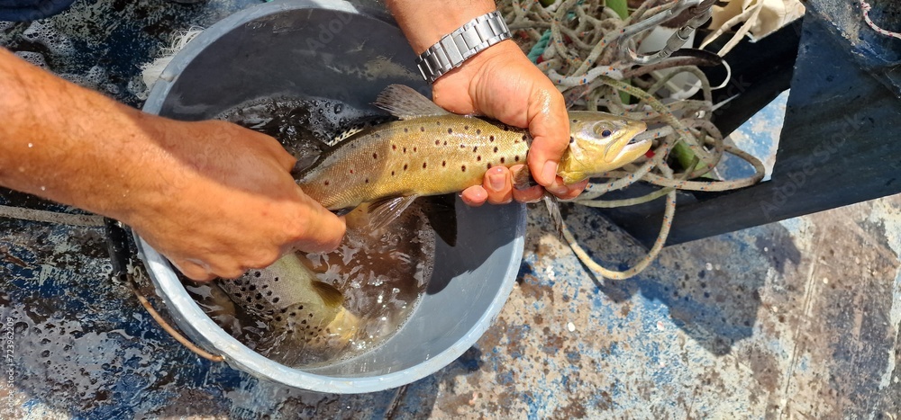 Shivan Fish Sevan trout Salmo ischchan is an endemic fish species of Lake Sevan in ...