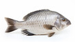 Fish - A Nile Tilapia on a white background