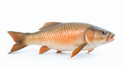 Fish - A Bighead carp on a white background