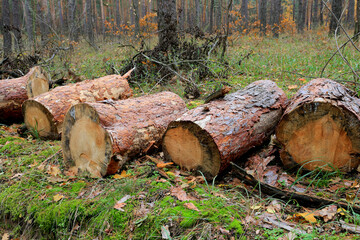 Wall Mural - pine logs in autumn forest