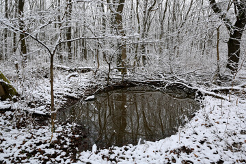 Wall Mural - small lake in winter forest