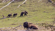 Grizzly Bear Sow and Cubs near Bison in Yellowstone National Park in Springtime