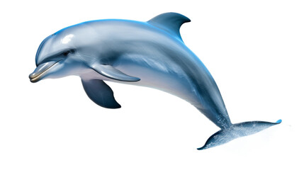 Canvas Print - Dolphin. Isolated on a white background png like