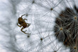 Eine winzige Spinne klettert auf einer Pusteblume im gegenlicht. Makro nahaufnahme eines Insekt