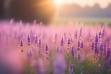 Fototapeta Lawenda - Field of lavender flowers in bloom at sunrise with a blurred background.